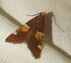 Pyralis sagarrai
