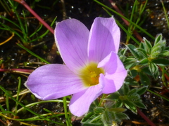 Oxalis hirta