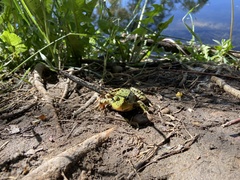 Lithobates clamitans