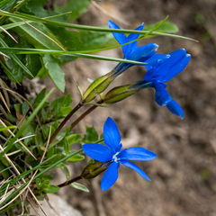 Gentiana verna
