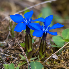 Gentiana verna