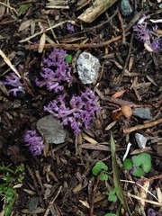 Ramariopsis pulchella