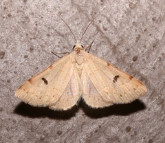 Hemeroplanis historialis