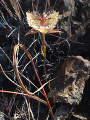 Calochortus tiburonensis