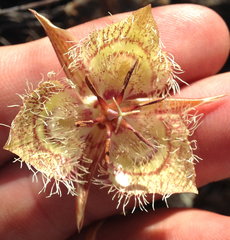 Calochortus tiburonensis