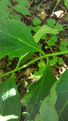 Triosteum aurantiacum