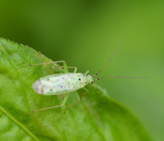 Ilnacora