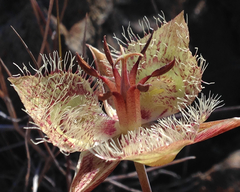 Calochortus tiburonensis