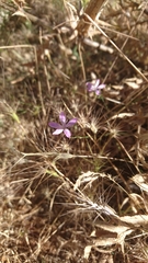 Dianthus strictus