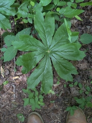 Podophyllum