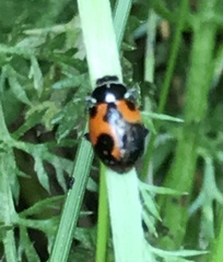 Hippodamia parenthesis