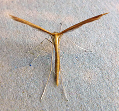 Stenoptilia pterodactyla