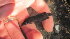 Acanthoclinus fuscus