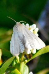 Mythimna pallens
