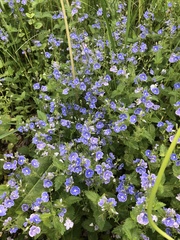Veronica chamaedrys
