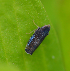 Scaphytopius frontalis