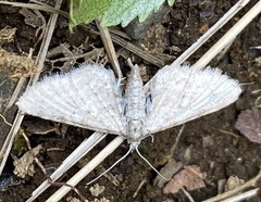 Eupithecia satyrata