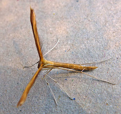 Stenoptilia pterodactyla