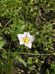 Hesperochiron pumilus