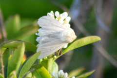 Mythimna pallens