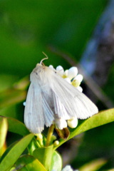 Mythimna pallens