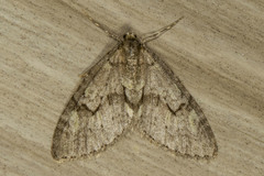 Cladara limitaria
