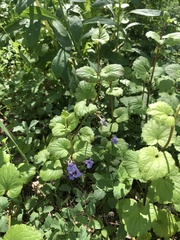 Glechoma hederacea
