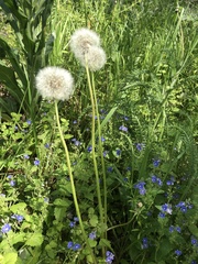 Taraxacum officinale