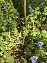 Taraxacum officinale