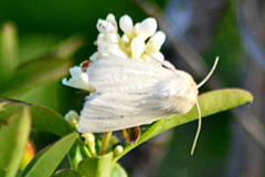 Mythimna pallens