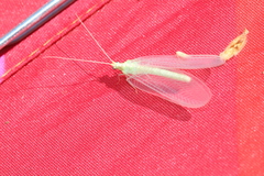 Nineta vittata