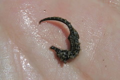 Hippocampus zosterae