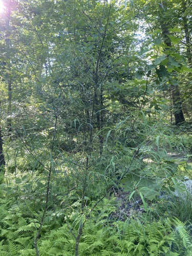 Frangula alnus