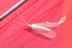 Nineta vittata