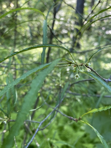 Frangula alnus