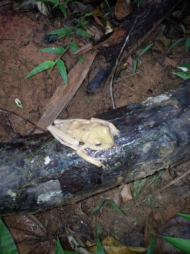 Reservoir Treefrog, Bokermannohyla luctuosa