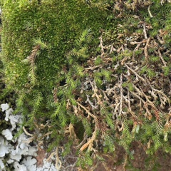 Selaginella underwoodii