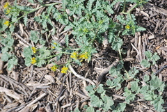 Rorippa sinuata