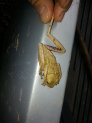 Bokermannohyla luctuosa