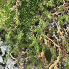 Selaginella underwoodii