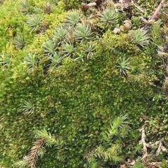 Selaginella underwoodii