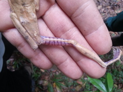 Bokermannohyla luctuosa