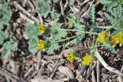 Rorippa sinuata