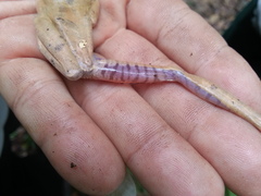 Bokermannohyla luctuosa