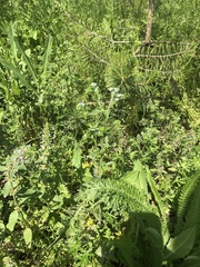 Lappula squarrosa