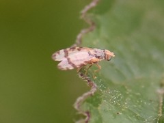 Sphenella marginata