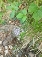 Phyteuma scheuchzeri