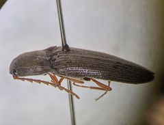 Megapenthes insignis