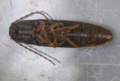 Megapenthes insignis