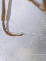 Megapenthes insignis